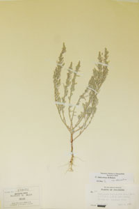 Herbarium Sheet of 